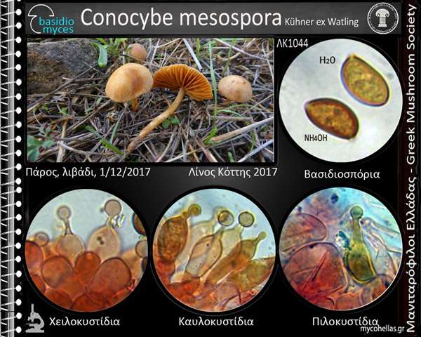 Conocybe mesospora Kühner ex Watling 