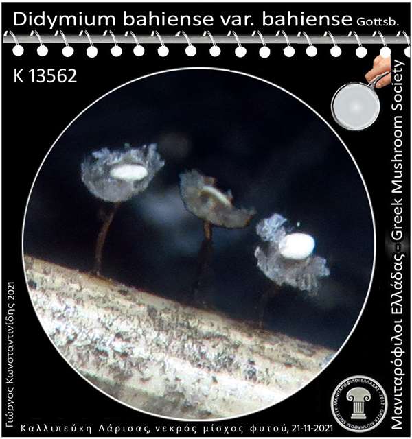 Didymium bahiense var. bahiense Gottsb 