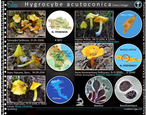 Hygrocybe acutoconica (Clem.) Singer