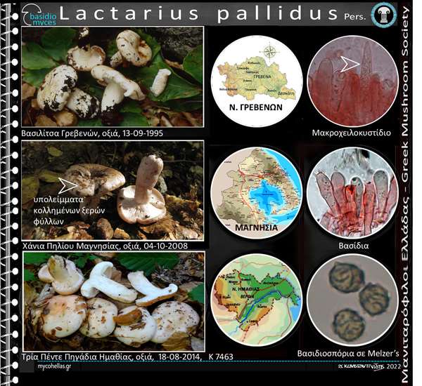 Lactarius pallidus Pers.