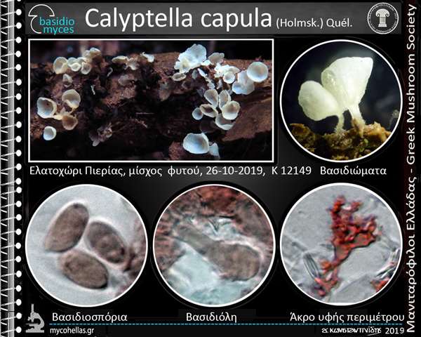 Calyptella capula (Holmsk.) Quél.