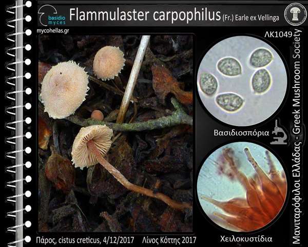 Flammulaster carpophilus (Fr.) Earle ex Vellinga