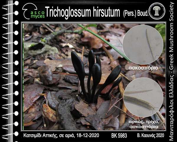 Trichoglossum hirsutum (Pers.) Boud. 