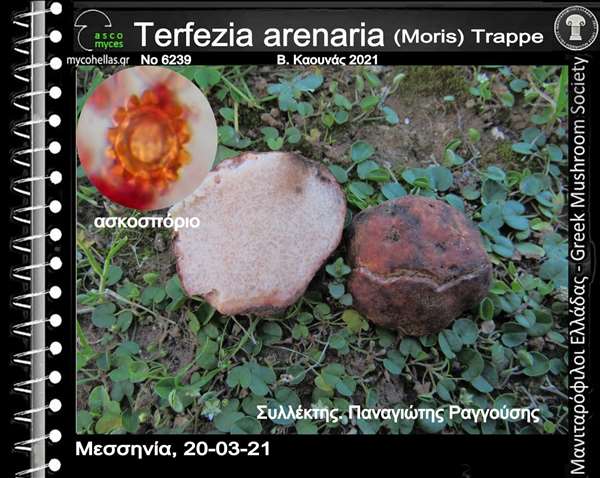 Terfezia arenaria (Moris) Trappe