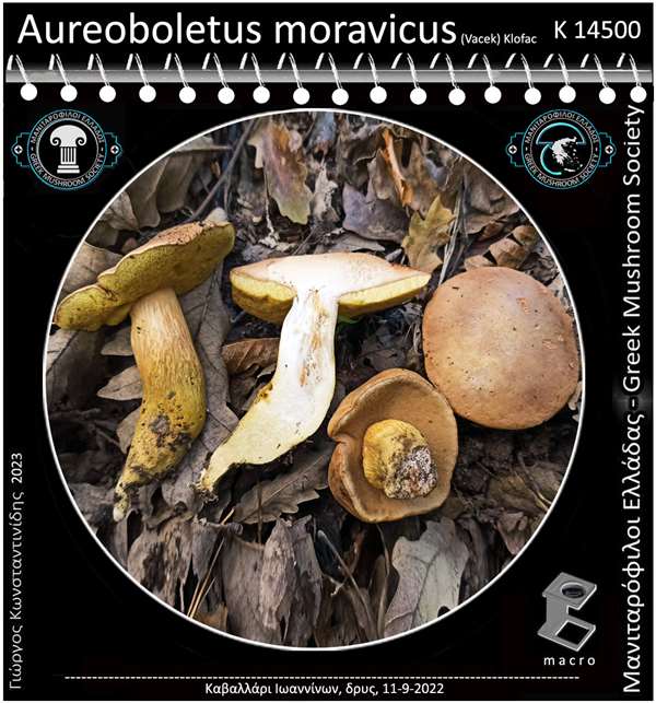 Aureoboletus moravicus (Vacek) Klofac