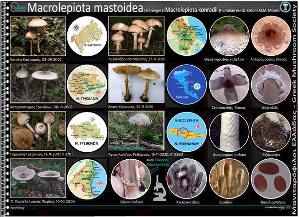 Macrolepiota mastoidea (Fr.) Singer