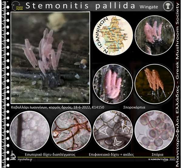 Stemonitis pallida Wingate