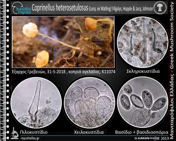 Coprinellus heterosetulosus (Locq. ex Watling) Vilgalys, Hopple & Jacq. Johnson