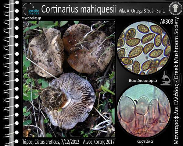 Cortinarius mahiquesii Vila, A. Ortega & Suár.-Sant. 