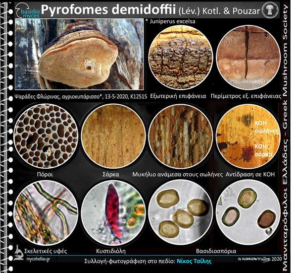 Pyrofomes demidoffii (Lév.) Kotl. & Pouzar 