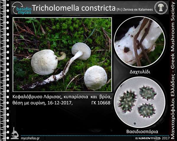 Tricholomella constricta (Fr.) Zerova ex Kalamees
