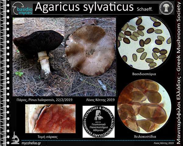 Agaricus sylvaticus Schaeff. 