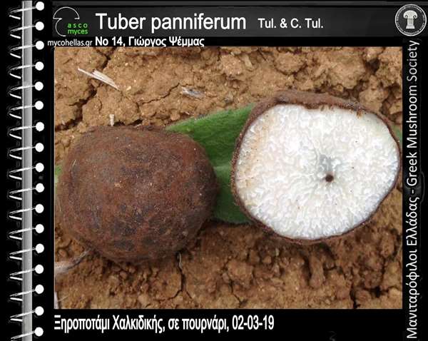 Tuber panniferum Tul. & C. Tul.