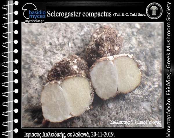 Sclerogaster compactus (Tul. & C. Tul.) Sacc.