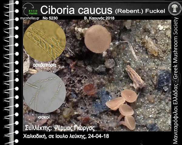 Ciboria caucus (Rebent.) Fuckel