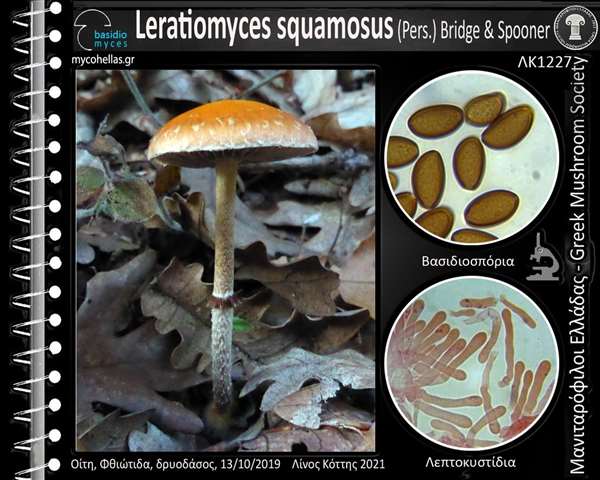 Leratiomyces squamosus (Pers.) Bridge & Spooner 