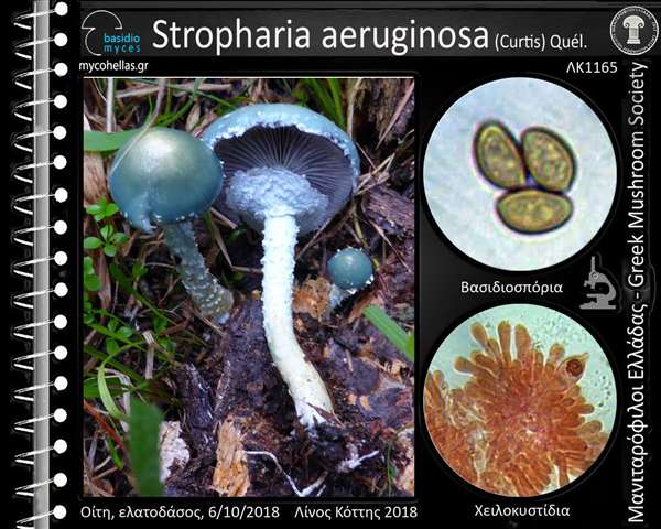 Stropharia aeruginosa (Curtis) Quél. 