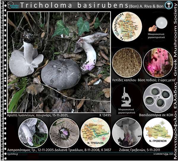 Tricholoma basirubens (Bon) A. Riva & Bon
