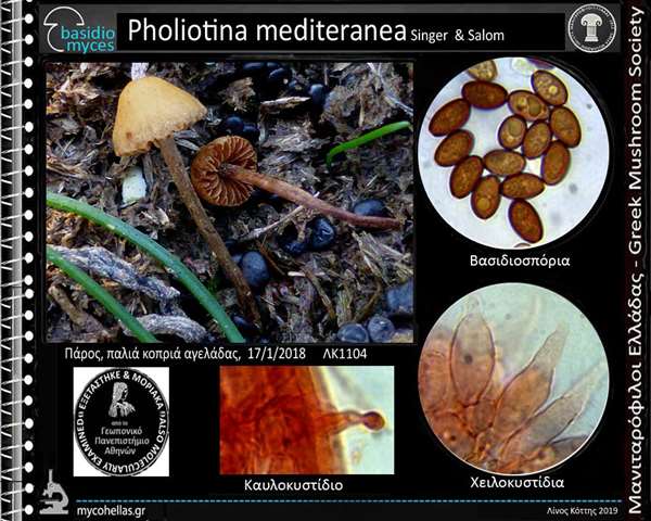 Pholiotina mediteranea Singer & Salom