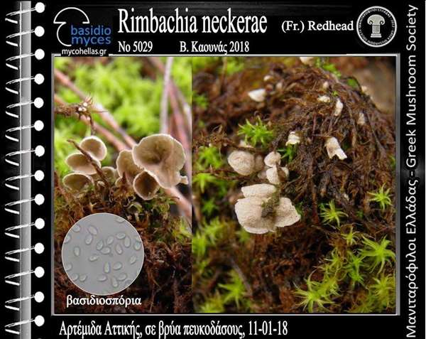 Rimbachia neckerae (Fr.) Redhead