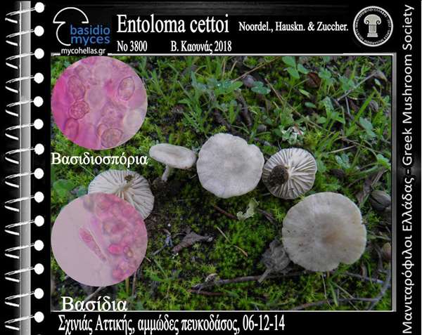 Entoloma cettoi Noordel., Hauskn. & Zuccher.