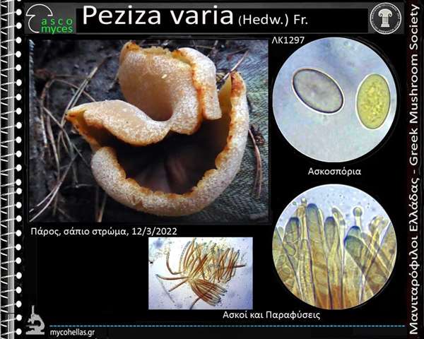 Peziza varia (Hedw.) Fr.