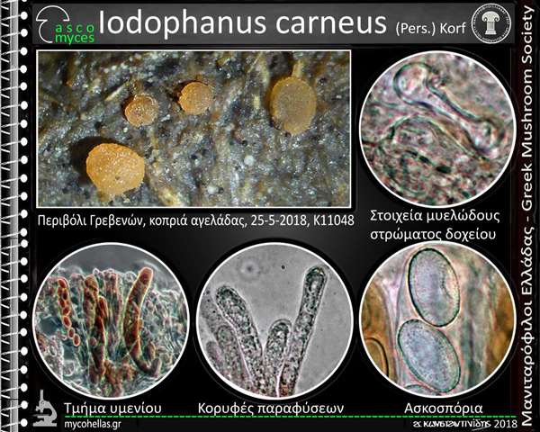 Iodophanus carneus (Pers.) Korf