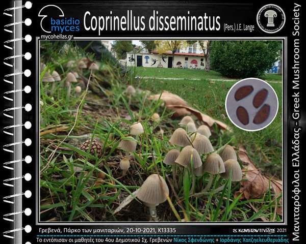 Coprinellus disseminatus (Pers.) J.E. Lange 