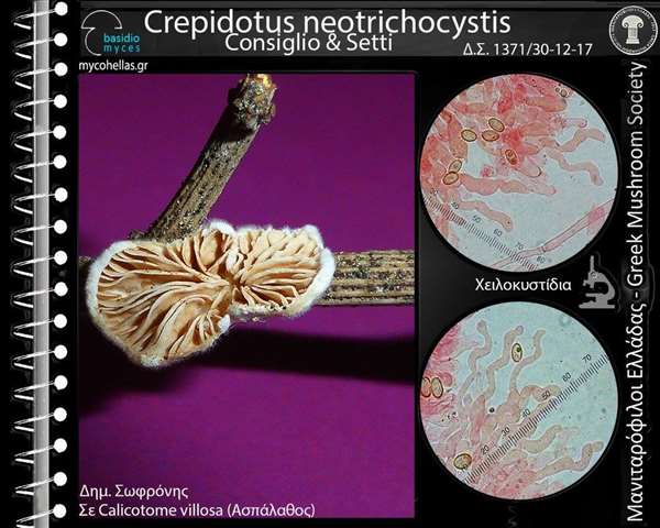 Crepidotus neotrichocystis Consiglio & Setti