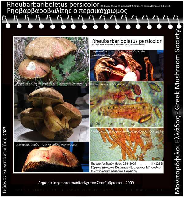 Rheubarbariboletus persicolor (H. Engel, Klofac, H. Grünert & R. Grünert) Vizzini, Simonini & Gelardi 