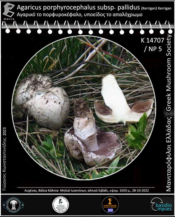 Agaricus porphyrocephalus subsp. pallidus (Kerrigan) Kerrigan 