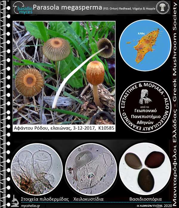 Parasola megasperma (P.D. Orton) Redhead, Vilgalys & Hopple