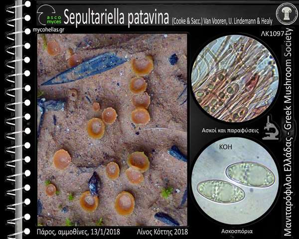 Sepultariella patavina (Cooke & Sacc.) Van Vooren, U. Lindem. & Healy