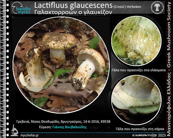 Lactifluus glaucescens (Crossl.) Verbeken