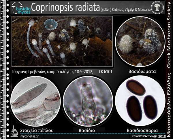 Coprinopsis radiata (Bolton) Redhead, Vilgalys & Moncalvo