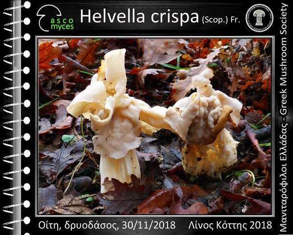 Helvella crispa (Scop.) Fr.