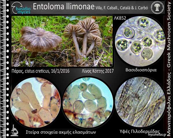 Entoloma llimonae Vila, F. Caball., Català & J. Carbó