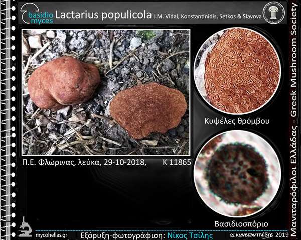 Lactarius populicola J.M. Vidal, Konstantinidis, Setkos & S