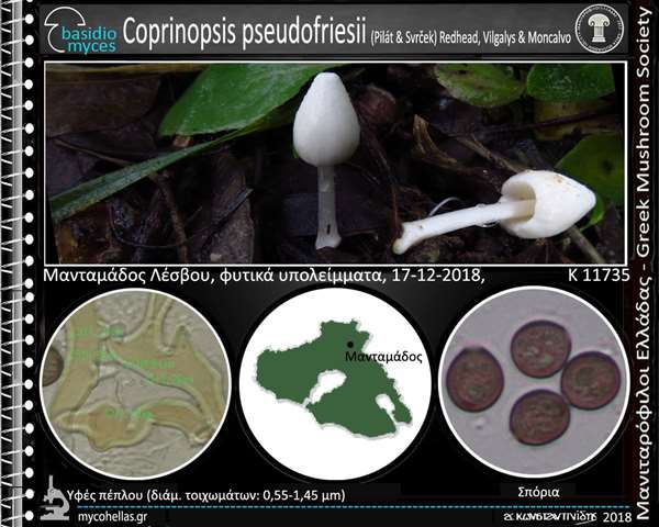 Coprinopsis pseudofriesii (Pilát & Svrček) Redhead, Vilgaly