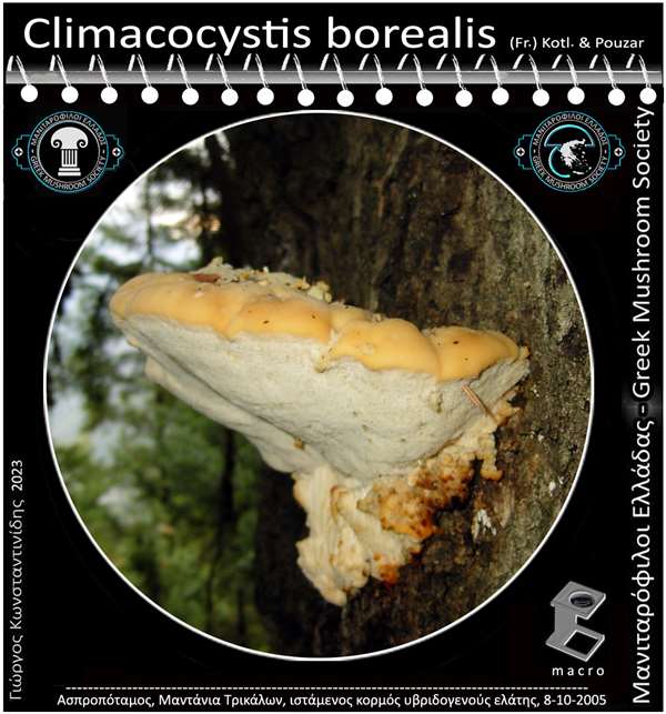 Climacocystis borealis (Fr.) Kotl. & Pouzar