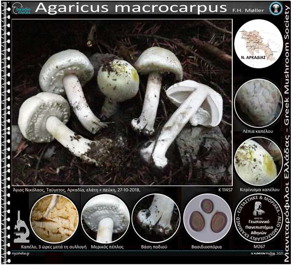 Agaricus macrocarpus F.H. Møller