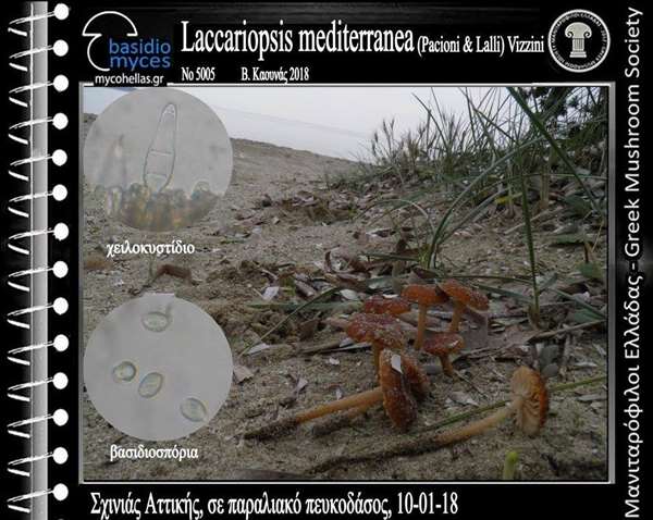 Laccariopsis mediterranea (Pacioni & Lalli) Vizzini
