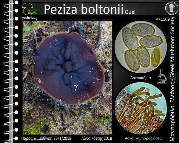 Peziza boltonii Quél