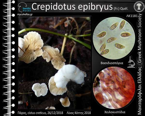 Crepidotus epibryus (Fr.) Quél.
