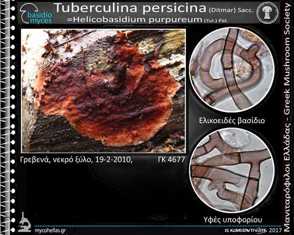 Tuberculina persicina (Ditmar) Sacc. 