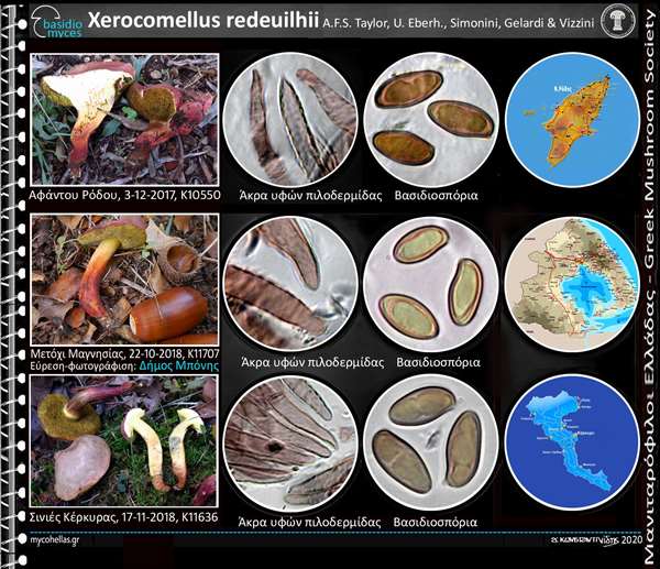 Xerocomellus redeuilhii A.F.S. Taylor, U. Eberh., Simonini, Gelardi & Vizzini