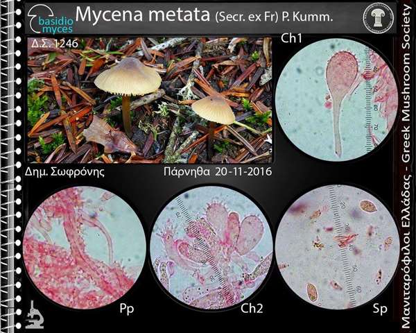 Mycena metata (Secr. ex Fr.) P. Kumm. 