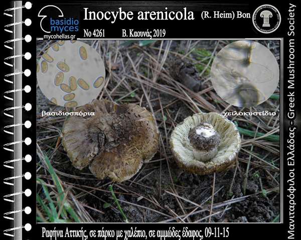 Inocybe arenicola (R. Heim) Bon 