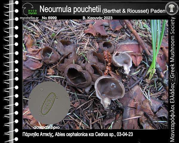 Neornula pouchetii (Berthet & Riousset) Paden