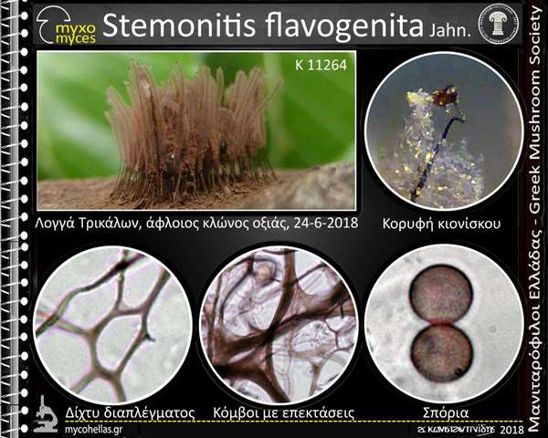 Stemonitis flavogenita Jahn.